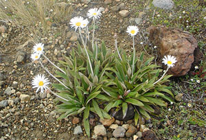 First Light Flower Essence 117 Clutha river daisy - transition between worlds
