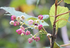 teacher plants 20 wineberry